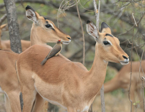 Irving-Knight-Safaris-about1